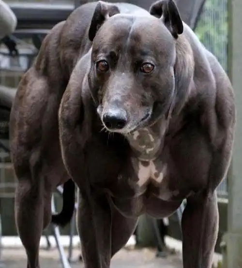 养"公狗"和"母狗"有何不同?这差别也太大了!