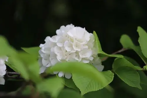 琼花(白绣球花)开在农历三月末