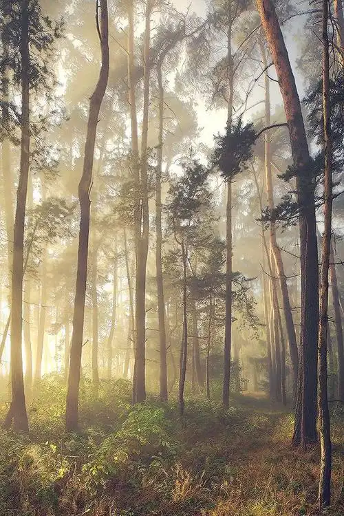 森系幽静森林意境图片