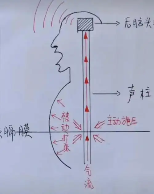 歌唱发声时肚子是鼓是收