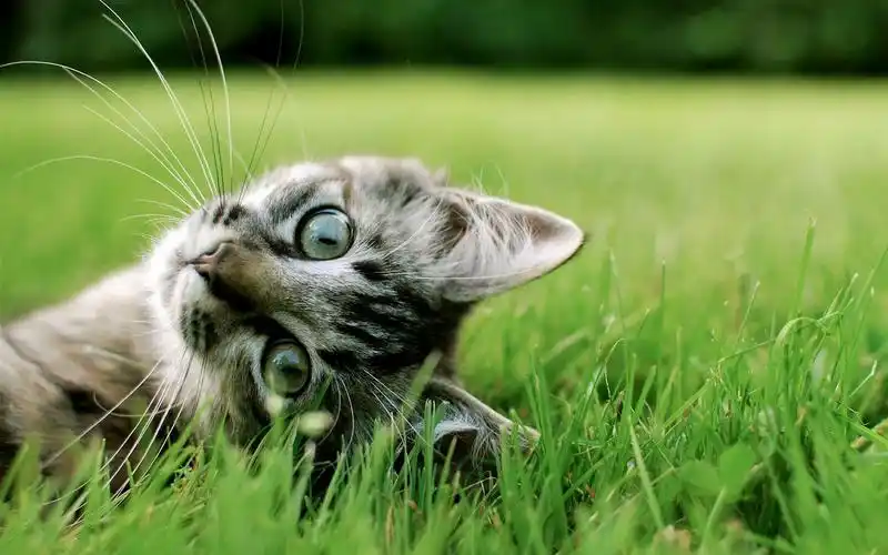 翻转看世界,小猫,猫,可爱,萌宠,喵星人,天然呆,护眼喵的季节壁纸图片