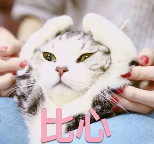 表情包哟～猫 比心