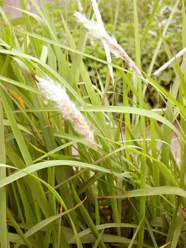 其它 遇见"茶叶". 写美篇三月三 毛针草