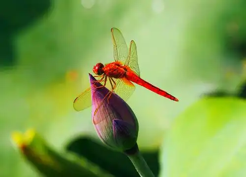 7.24.木鱼山庄,拍蜻蜓与荷花