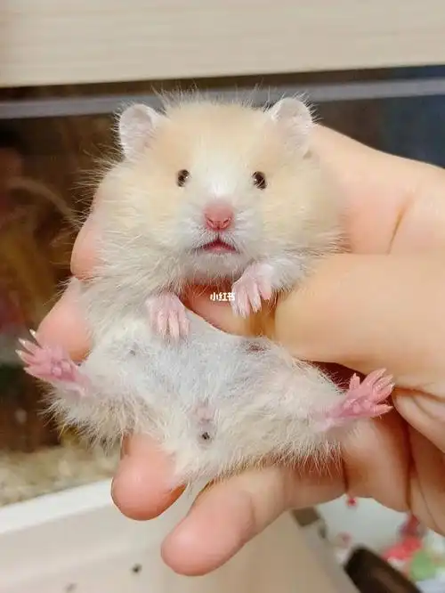 面纹蜜mm待找新家