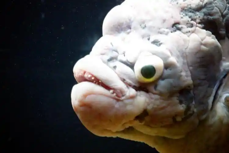 这么丑怪的鱼, 可能科学家都没有见过