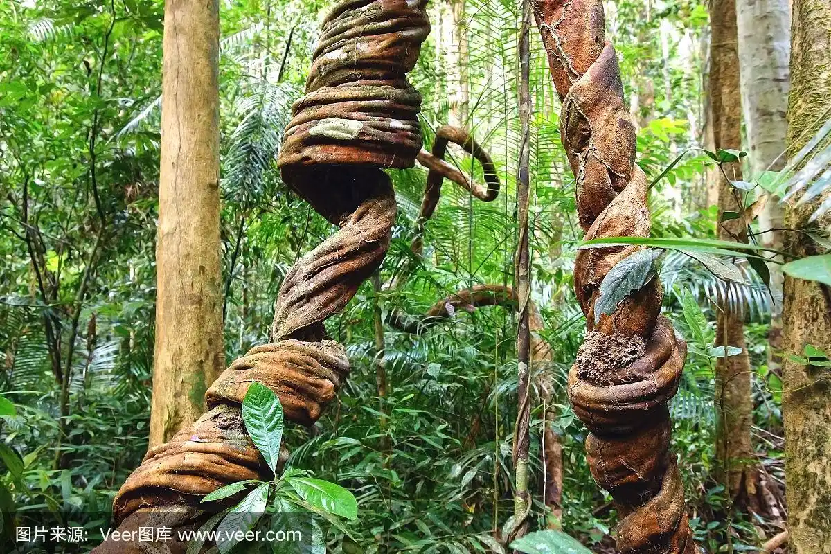 藤本植物蜿蜒穿过雨林.