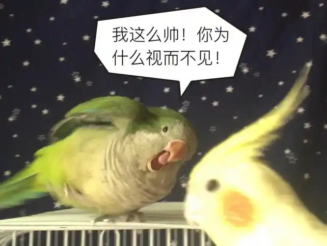 揪是这只鸟——沙雕鹦鹉表情包4