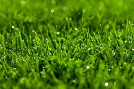 靠近绿色草坪,清新湿润.美丽的纹理与波基和太阳耀斑.照片