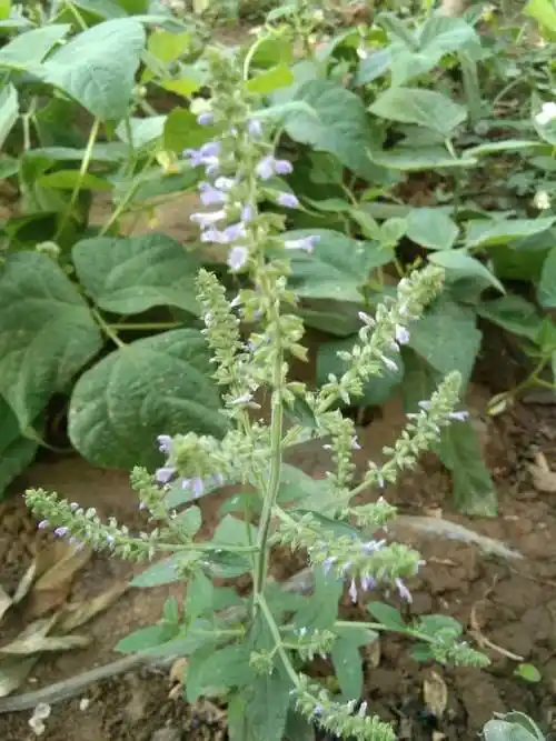 雪见草是什么样子的 - 花百科