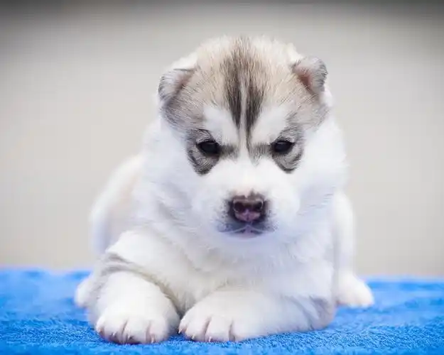 可爱的哈士奇狗,小狗 壁纸 - 1280x1024