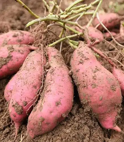 旬阳县他将地瓜注册商标"包装"上市第一年就赚20万!