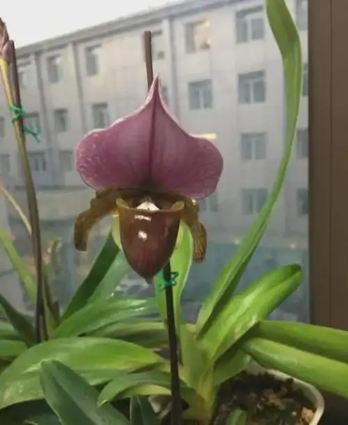 国家Ⅰ级濒危物种红旗兜兰的鉴赏辨识与保护现状