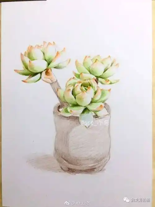 多肉盆栽彩铅手绘过程喜不喜欢