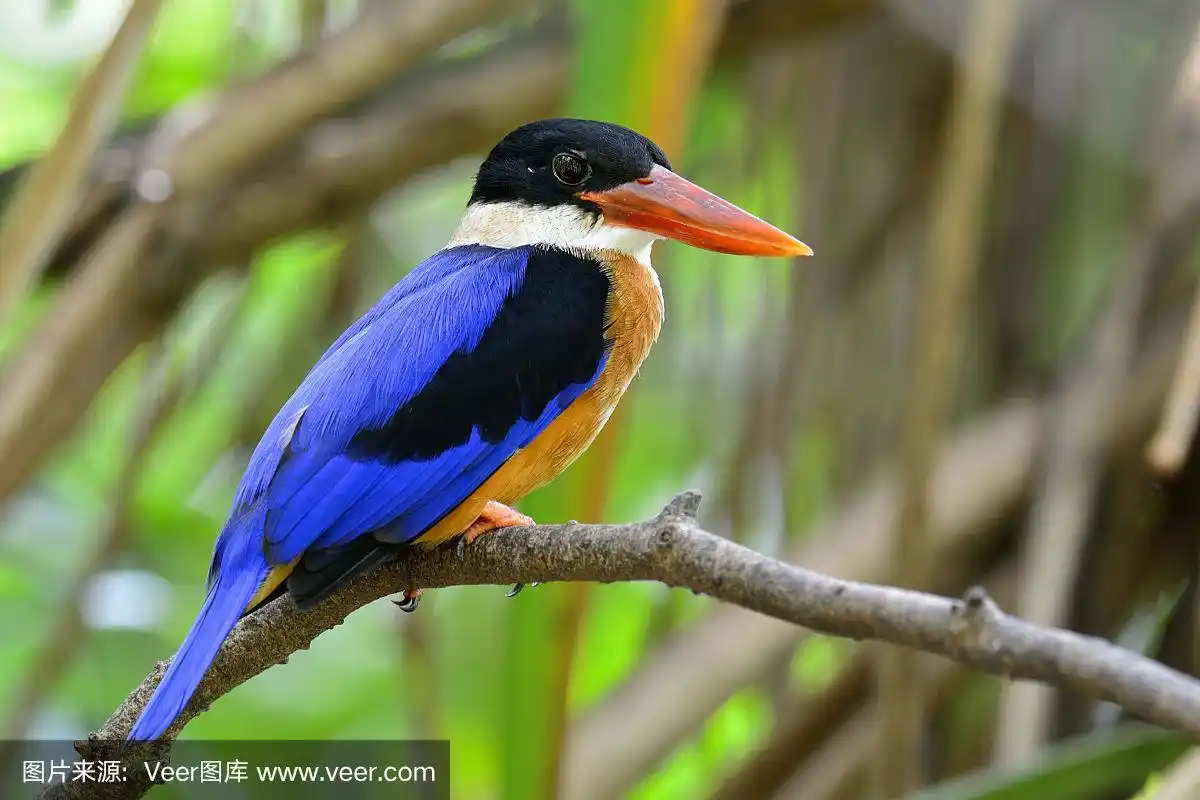 黑冠翠鸟(翡翠翠鸟)美丽的鸟栖