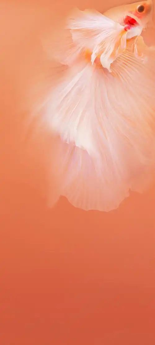 【壁纸分享】vivo z6 官方壁纸 1080x2400