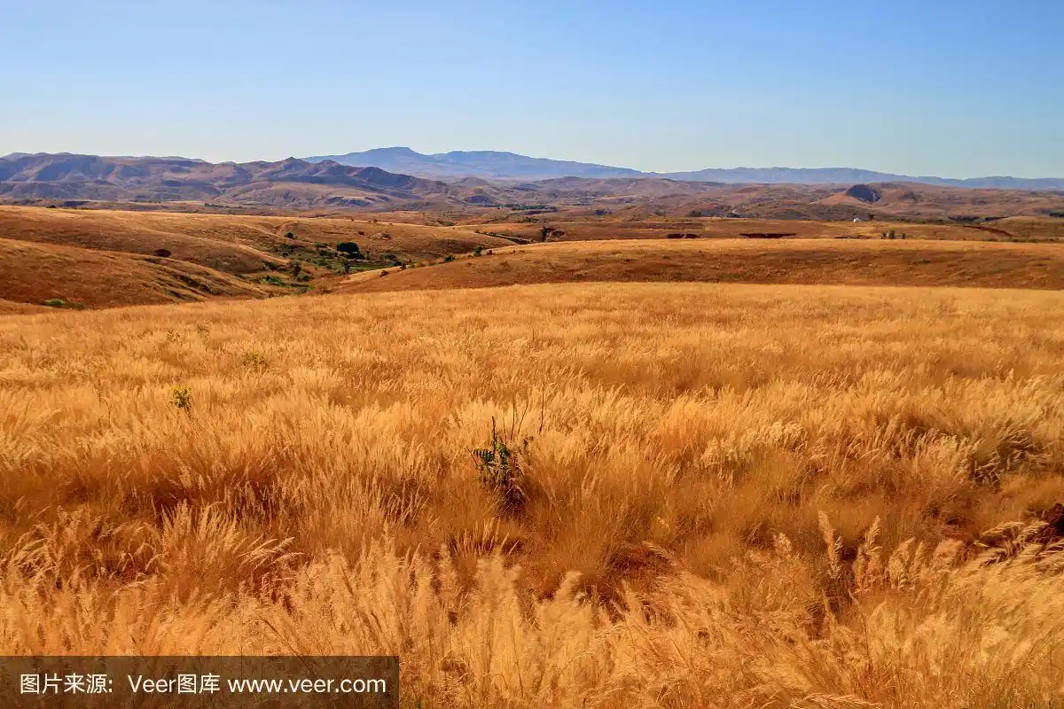 马达加斯加干草原