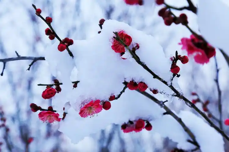 雪中梅