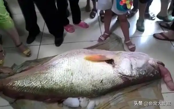 福建连江穷渔民捡到一160斤的大鱼卖得300万后连夜就搬家了