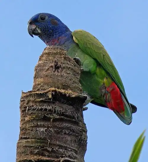 p>蓝头鹦哥(学名: i>pionus menstruus /i>)是 a href="#">鹦鹉科 /a