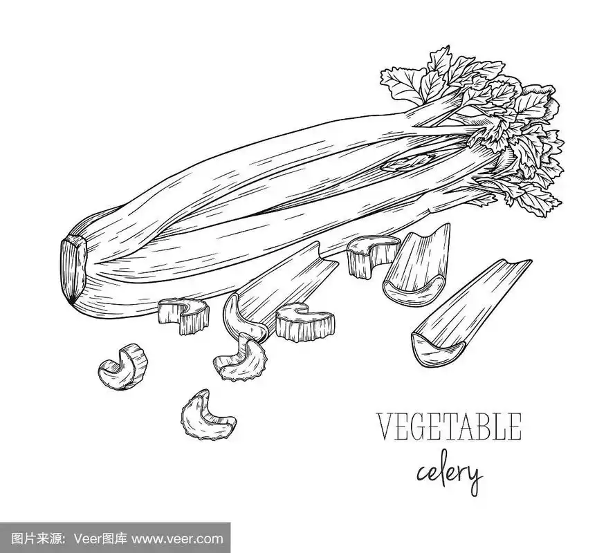 芹菜,草图,绘画插图,矢量,分离着色