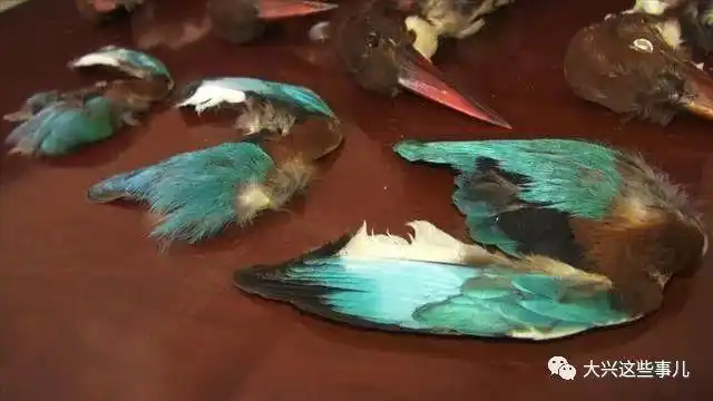 【大快人心】大兴机场被抓!这个残忍拔活鸟羽毛的男子被判了