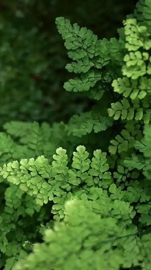 绿色植物护眼锁屏