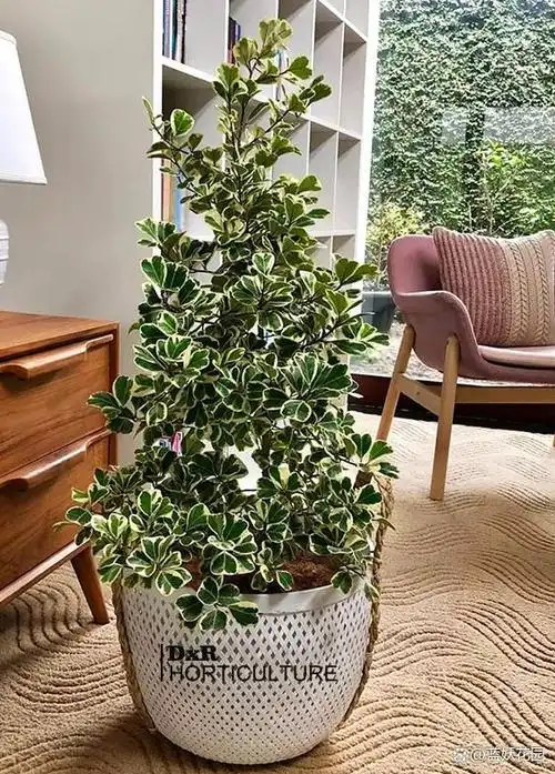 可爱迷人的心叶榕锦,大型室内木本植物,叶片像爱心好看又好养