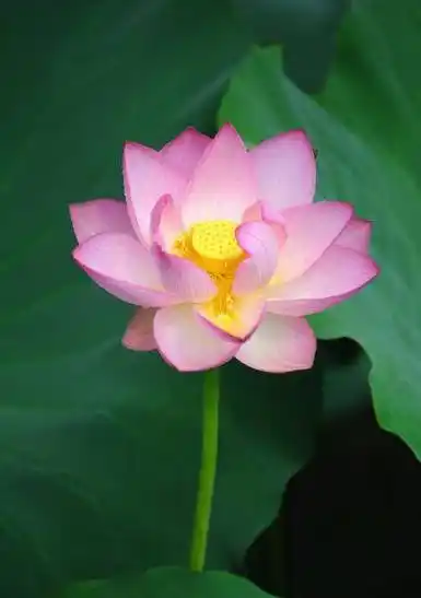 佛教爱用莲花而不是荷花,荷与莲之间到底有什么区别和意义?