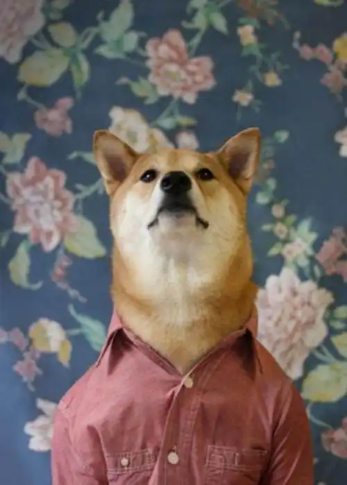 当"汪星人"穿上西装后还真的是"人模狗样"数万网友都表示不服不行!