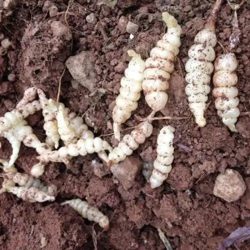 具有祛风清热,活血散瘀,利湿之功效,用于风热感冒,湿热黄疸,小便