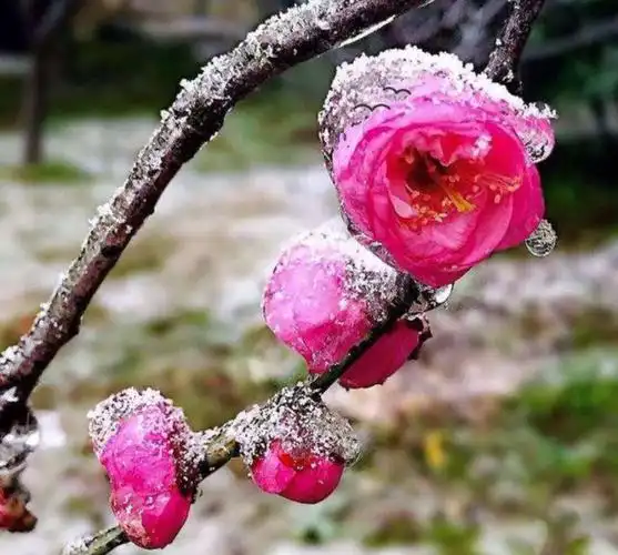 【冬之歌】又闻雪抱梅花香(原创冬诗38首)