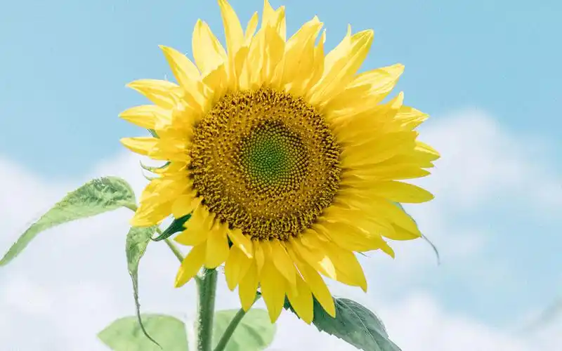 小清新风景唯美高清桌面壁纸图片~~为你的桌面换上一张干净清新简约的