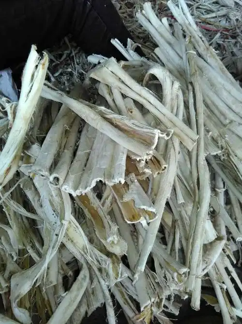 桑白皮 统货 安徽亳州