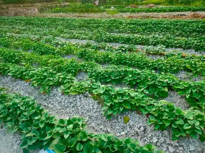 福建诏安发展红薯种植开辟甜蜜致富路