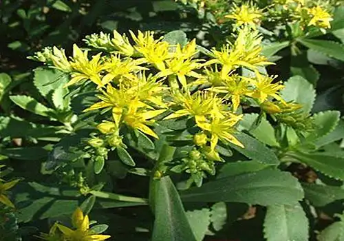 国医药典|白三七