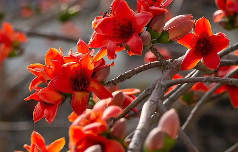 木棉花图片_木棉花高清图片_全景视觉