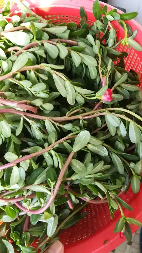 【素食煮艺】多功能菜——马齿苋简介