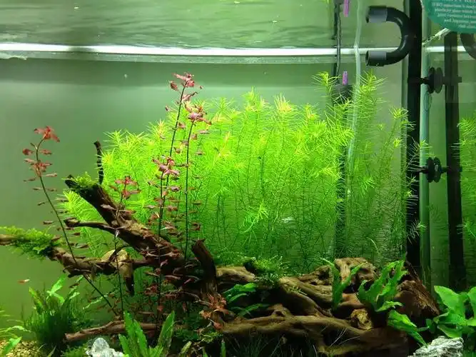 关于【十字牛顿】的种植问题 - 水草种植 - cta南美水族