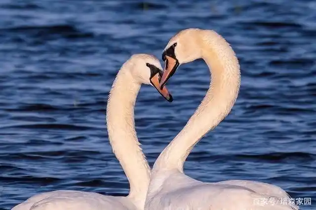 甜度超标,520动物是怎么秀恩爱的?