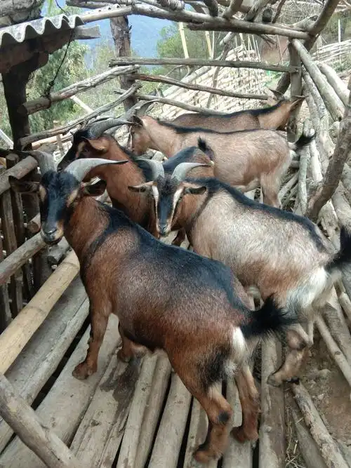 [土山羊批发] 热待好山羊纯天然吃草都是好品质好肉质价格28元/斤 -