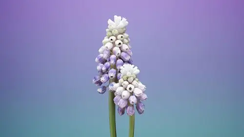 苹果电脑mac原生壁纸