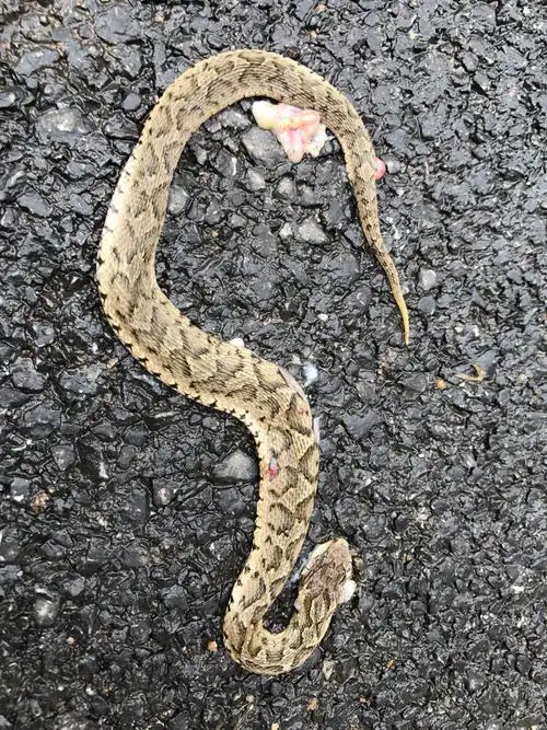 请问这是什么蛇?有毒吗?可以卖钱么?