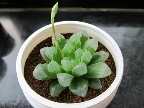 玉露要开花了~花剑一直在长