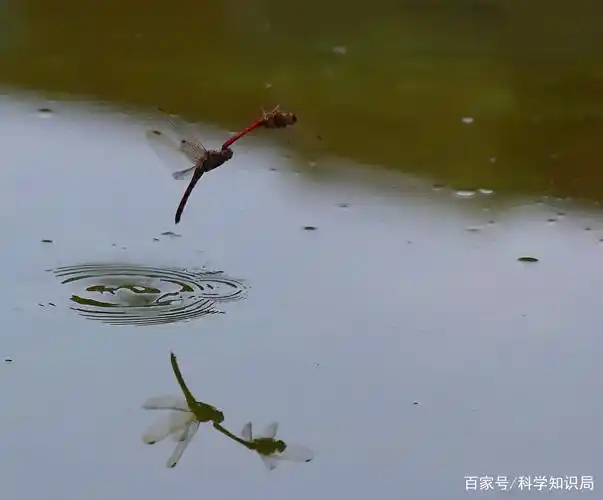 蜻蜓点水这个词是怎么由来的?有什么样的故事?