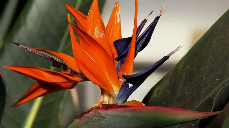 天堂鸟的花语象征是什么