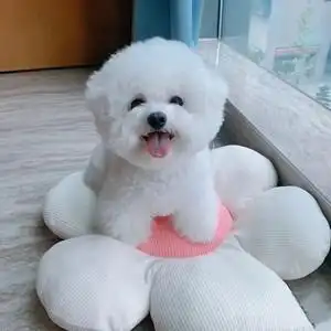 比熊犬纯种幼犬宠物狗真狗活体小型茶杯犬可爱迷你长不大袖珍狗狗