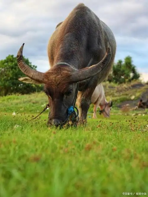 水牛和黄牛的区别?