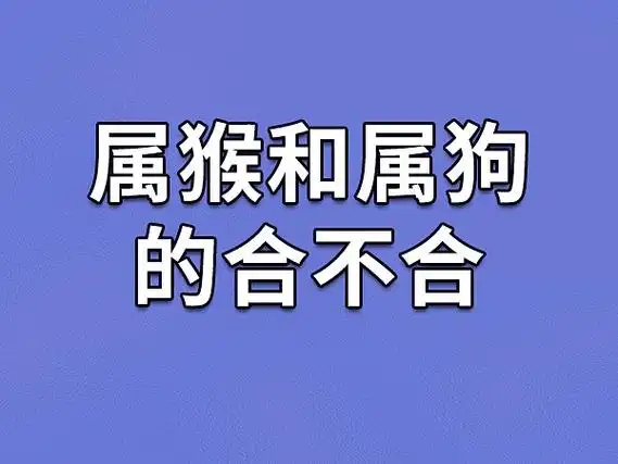 属猴和属狗的合不合