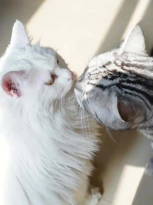 平时是俩个捣蛋鬼,拍照的时候就变成两只小可爱;我们的世界,有猫儿呆